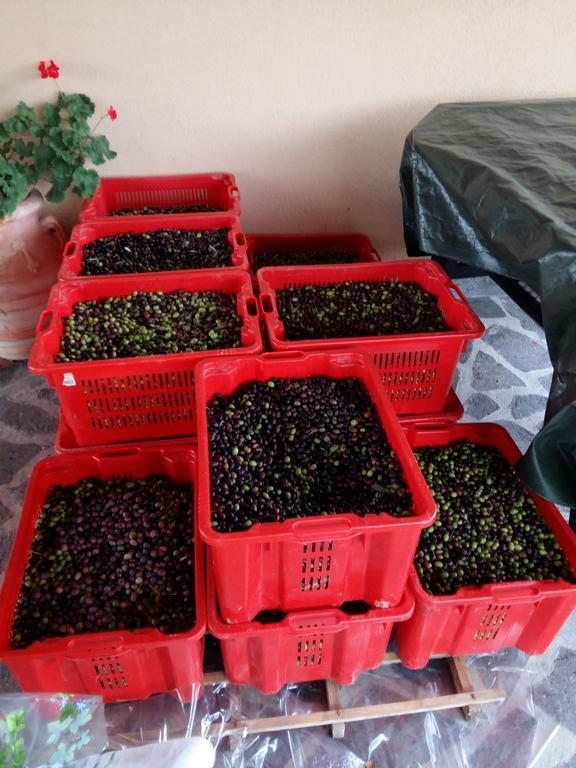 Agriturismo Il Melo Valfabbrica Ngoại thất bức ảnh
