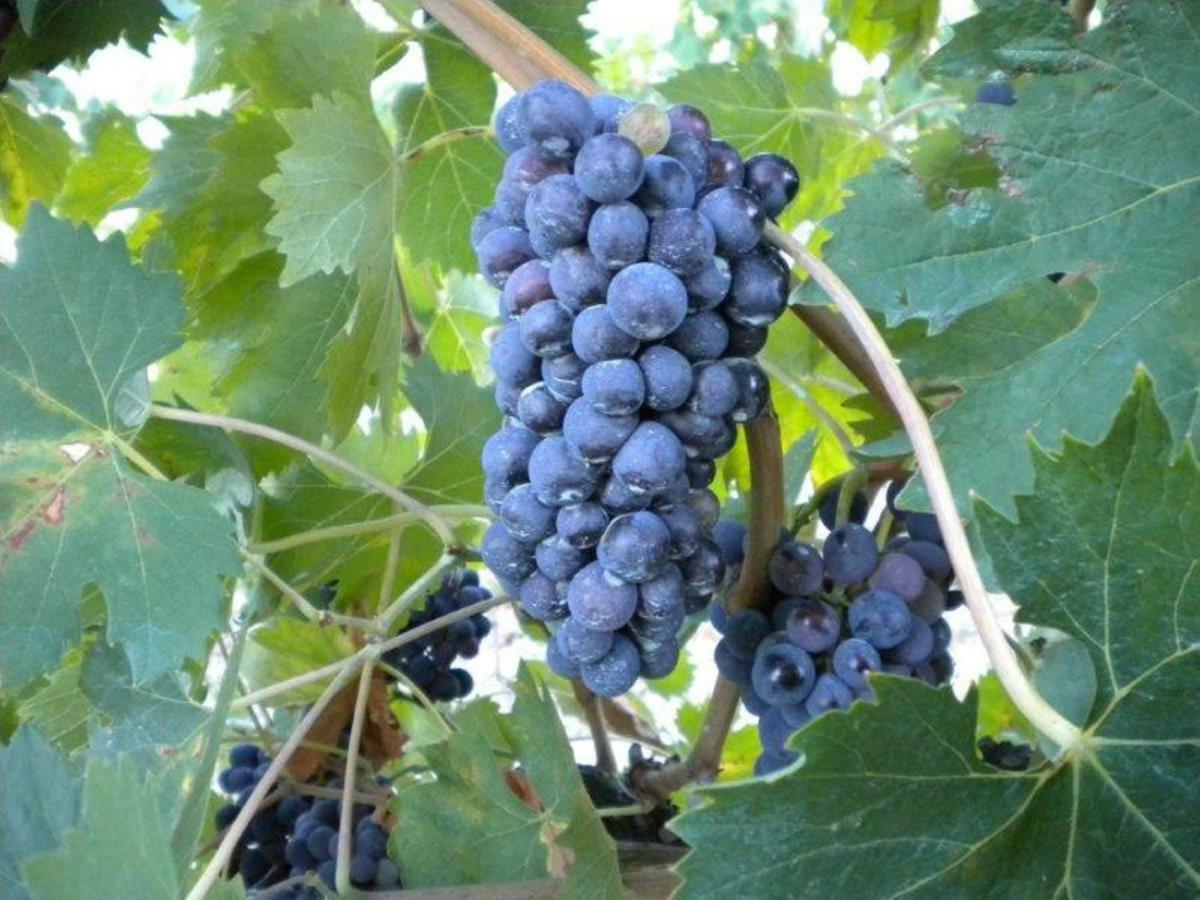 Agriturismo Il Melo Valfabbrica Ngoại thất bức ảnh