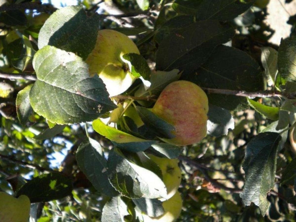 Agriturismo Il Melo Valfabbrica Ngoại thất bức ảnh